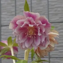 2025年最新】広瀬園芸 クリスマスローズの人気アイテム - メルカリ