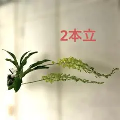 グラマトフィラム 吊り仕立て 2本立ち 夏の洋ラン 1m B - メルカリ