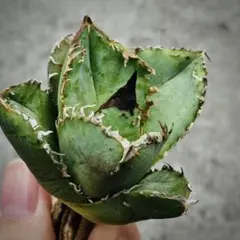 2026年最新】疣猪の人気アイテム - メルカリ