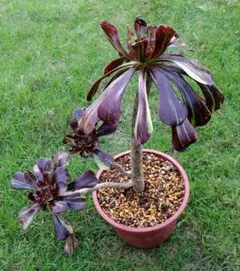 2025年最新】多肉植物 黒法師錦の人気アイテム - メルカリ