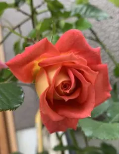 すみれ様 リクエスト 3点 まとめ商品