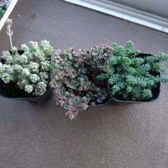 在庫限り！多肉植物　セダムセット