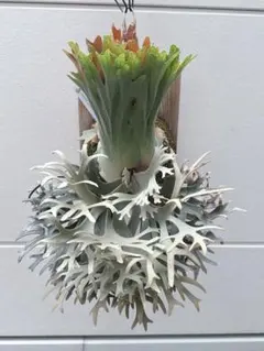 P.Willinckii Tiara spore 207 - メルカリ