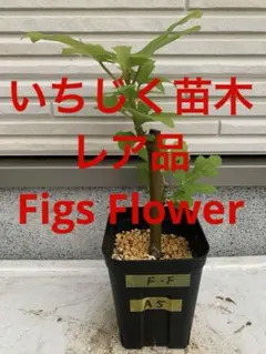 イチジク穂木★レア品★ Figs Flowerのサムネイル