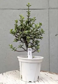 サンセベリア フォースカオリアーナ フォースカオリアナ サンセベリア