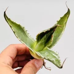 2026年最新】アガベ モンタナ ティファニーの人気アイテム - メルカリ