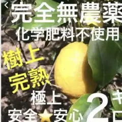 広島県産無農薬レモン2キロ箱込（農薬・化学肥料不使用）採りたて！のサムネイル