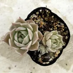 ラブリーローズ錦 抜き苗 多肉植物 エケベリア - メルカリ