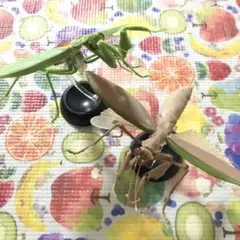 いきもの大図鑑 おおかまきり ガチャ