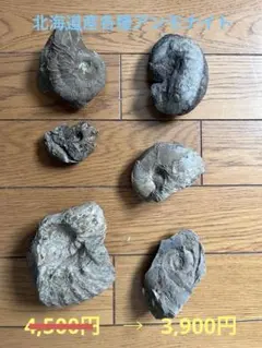 2026年最新】北海道産アンモナイトの人気アイテム - メルカリ