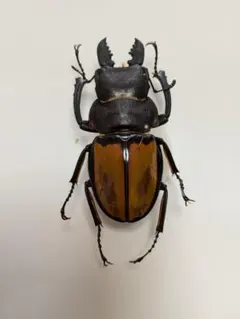 2025年最新】ツヤクワガタ標本の人気アイテム - メルカリ