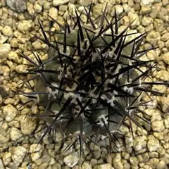 C22サボテン【発根済】コピアポア 黒王丸 強刺 エリオシケ 多肉植物