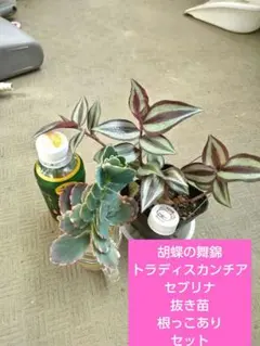 多肉植物 銀天女×ヴィンセントカトー コチョさん - メルカリ