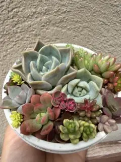 ジ*イ様 ꕤ 在庫SALE 4苗 ꕤ 多肉植物 ꕤ 韓国苗 ꕤ 抜き苗 ꕤ№00