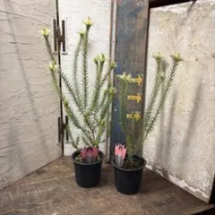 2026年最新】フィリカ プベッセンスの人気アイテム - メルカリ