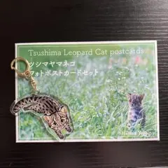 ツシマヤマネコ　ポストカード　アクリルストラップ　アクリルキーホルダー