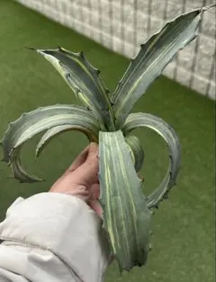 2026年最新】フェロックス 錦 アガベの人気アイテム - メルカリ