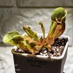 2026年最新】食虫植物 サラセニアの人気アイテム - メルカリ