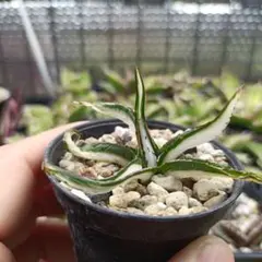 2026年最新】アガベ氷山の人気アイテム - メルカリ