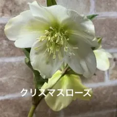 クリスマスローズ　ホワイト系