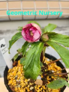 arice様 リクエスト 2点 まとめ商品