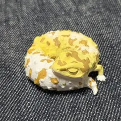 レオパードゲッコー