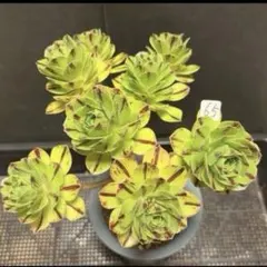 75 #観葉植物 アエオニウム錦❤️花月夜錦❤️1大頭9小頭16cm 拔き苗