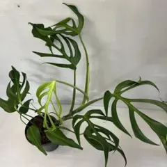 D*0様 モンステラデリシオーサバールマルクスフレーム4号鉢植え大株美