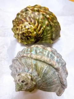 【美品】夜光貝【喜界島産】2個セット