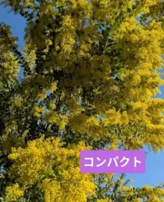 パールアカシア　ミモザ　コンパクト