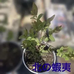 蝦夷ハスカップ苗木 50センチ以上 - メルカリ