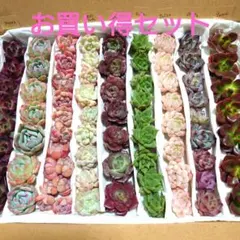 i❗お買い得９種セット❗多肉植物カット苗☆詰め合わせセット☆