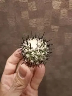 HATT様 リクエスト 2点 まとめ商品