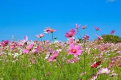 ゆかりん様専用