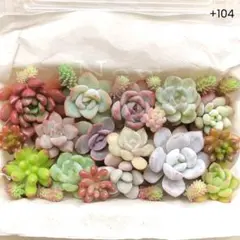 +104　よく増える☆寄せ植えセット　韓国苗　エケベリア　セダム　多肉弁当