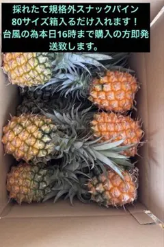 甘い樹実り完熟スナックパイン❣️生産量日本一の東村のパイナップル