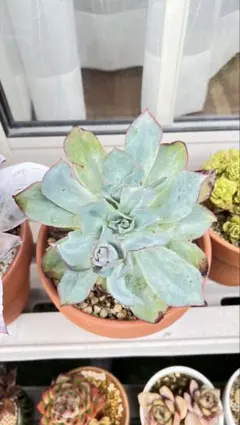 七福神 多肉植物 ぬき苗 子株付き - メルカリ