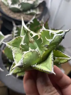 2026年最新】チタノタ ブツブツの人気アイテム - メルカリ