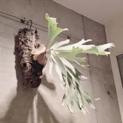 ビカクシダ P. willinckii 'Tiara' Sporeling - メルカリ