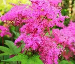 あんこ。様 リクエスト 2点 まとめ商品