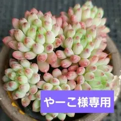 やーこ様 リクエスト 2点 まとめ商品