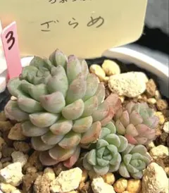 ゆきりん様 リクエスト 2点 まとめ商品