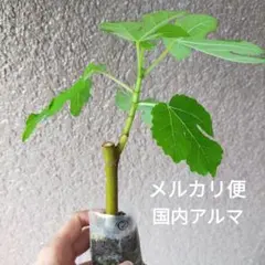 Fracazzano Multicolor フラカザノ マルチカラー ミニ苗木 - メルカリ