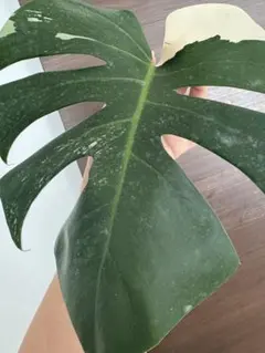 2025年最新】斑入りモンステラ ホワイトタイガーの人気アイテム