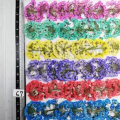 スーパーアリッサム　染め 　No67　押し花 押し花素材 @¥850