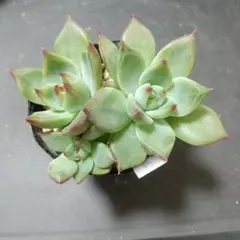 アマンダ様 リクエスト 2点 まとめ商品