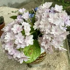 うず紫陽花(ポップコーン)大苗蕾付き メルカリ便発送6/15まで - メルカリ