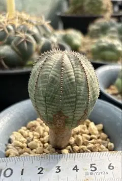 2026年最新】子吹きオベサの人気アイテム - メルカリ