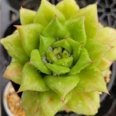 2025年最新】多肉植物 マリア錦の人気アイテム - メルカリ