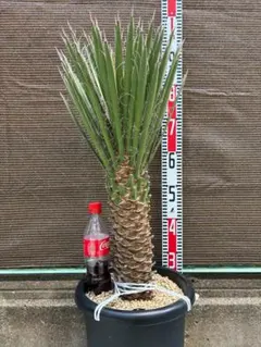 ボスウェリア サクラ 7号スリット鉢ロング発送 - メルカリ
